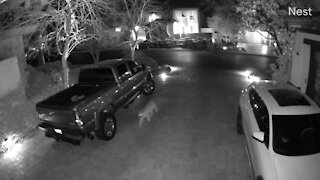 RAW: Mountain lion near Red Rock Country Club