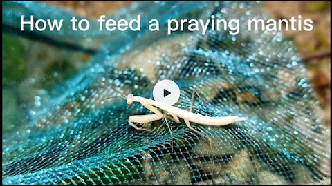 Feed the praying mantis meat