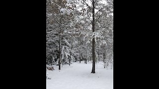 First snowfall at Dad's house