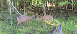 Two pregnant female deer meet in the bush, have incredible reaction