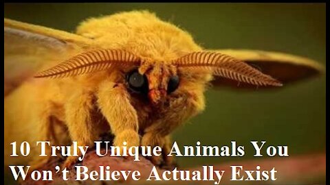 10 Truly Unique Animals You Won’t Believe Actually Exist