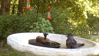 Cat Bird Takes a Bath