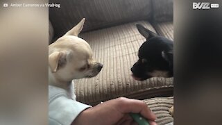 Chihuahua tem o latido mais fofo de todos 1