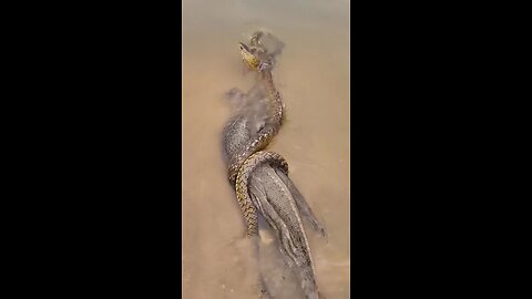 Lizard vs cobra fight