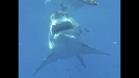 Great White Shark attacking bait