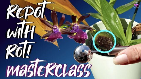 How to remove Rot & Repot Safely | Rotting orchid pseudobulb | Emergency orchid repot #ninjaorchids