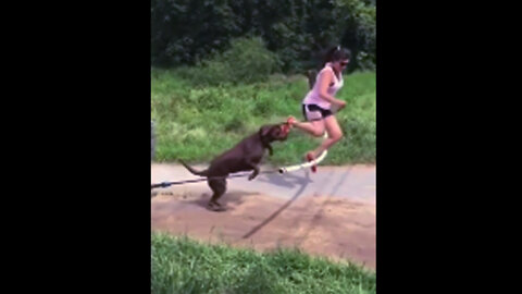 Funny Dog Videos #10🐕 #trending #shortsvideo