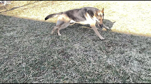 Playful German Shepherd Slow Motion