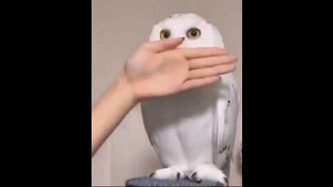 What happens when you block an owl's eyes