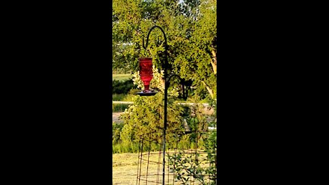 Hummingbird birds in western Iowa