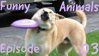 Funny Animals E03