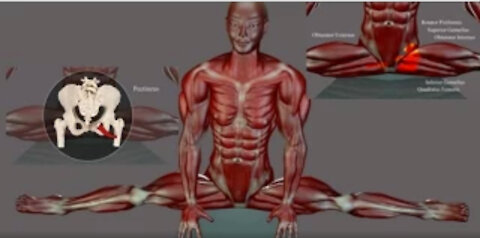 Side Splits Straddle Stretching Exercise Anatomy EasyFlexibility Muscle Diagram ElasticSteel