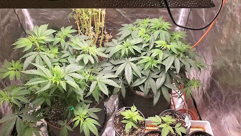 Friday June 25th Flower Tent update