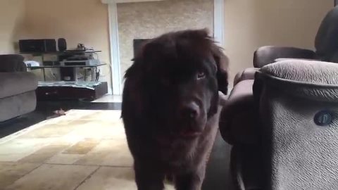 Dog lets loose after permission to bark