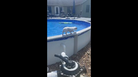 My Dog Rents a Swimming Pool