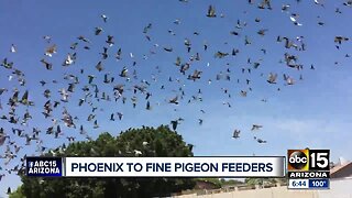 New Phoenix ordinance bans feeding pigeons