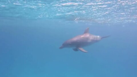 Tauchen mit Delfin und Napoleon in Hurghada, Rotes Meer 2015; Diving with Dolphin Hurghada, Red Sea4