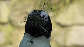 Penguin works vigorously to provide nesting material