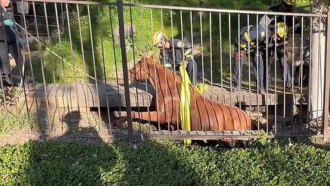 Firefighters rescue horse from ditch