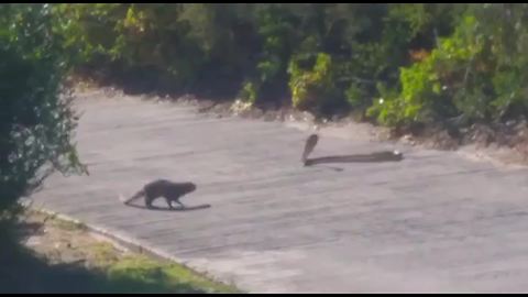 Mongoose hunts cobra on South African golf course