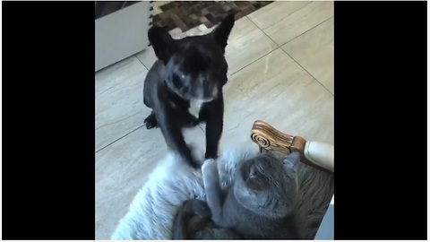French Bulldog literally begs for cat to play with her