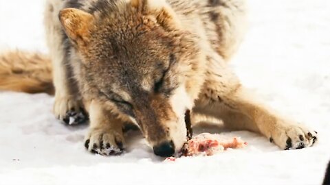 Research on the ferocious northwest wolf (1)