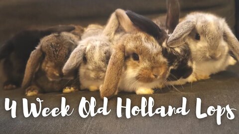 4 Week Old Holland Lops