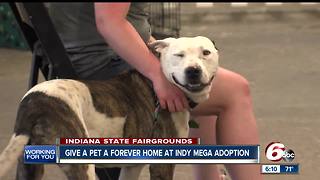 Hundreds of pets up for adoption at the Indy Mega-Adoption Event