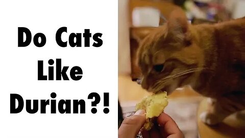 Do Cats Like Durian?!