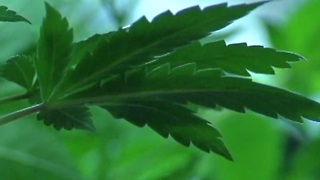 Ohio doctors deciding whether to seek medical marijuana certification