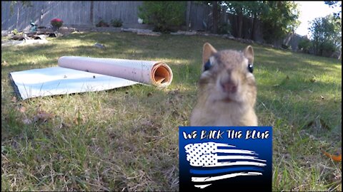 Chipmunk Antics II, Back The Blue!