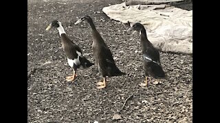 Slow mo ducklings