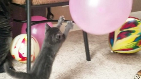 Super Cute Baby Kitten Playing