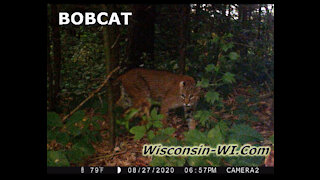 Bobcat VIDEO Wisconsin Summer & Winter Trail Camera Videos - Landman Realty LLC