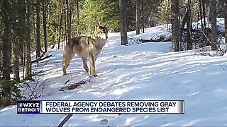 Federal agency debates removing gray wolves from endangered species list