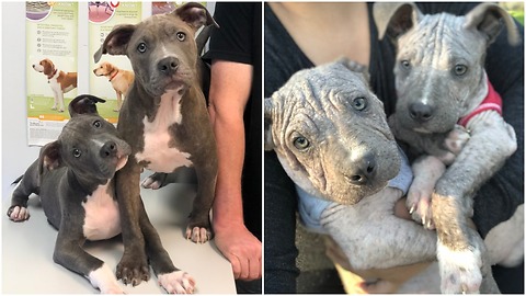 Puppies surrendered at the shelter because of their mange with lots of love they got a better life