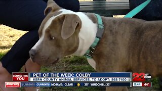 Pet of the Week: Colby