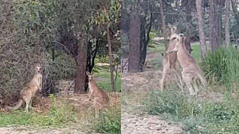 Guy Records Ridiculous Kangaroo Brawl With Hilarious Commentary