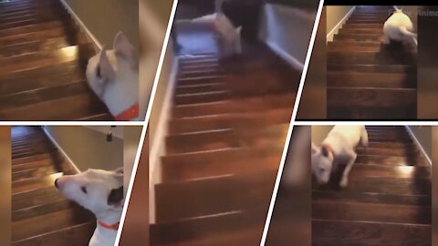 very funny, dog jumps up the ladder and crashes