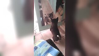 Husky puppy argues with reflection in mirror