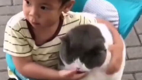 Love between boy and cat