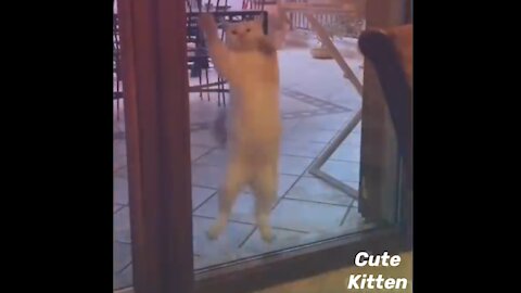 Funny cat dancing 💃