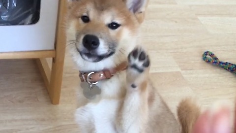 Shiba Inu puppy learns to wave hello