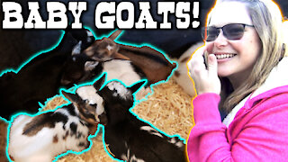 🐐 Nigerian dwarf goat baby - the wife left to get two, but brought home FIVE!