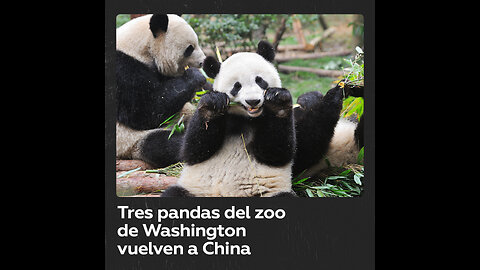 China retira a tres pandas del zoológico de Washington
