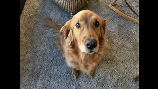 Dog helps owner make sandwiches