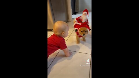 Pomeranian Puppy in a Santa Costume