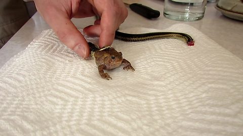 Man frees toad trapped in mouth of dead snake