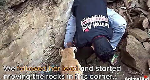 Mommy dog helps rescuers dig for her buried puppies.