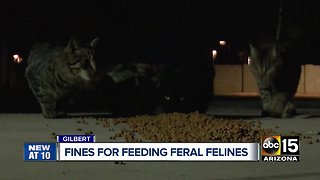 Gilbert ordinance banning feeding feral cats met with resistance